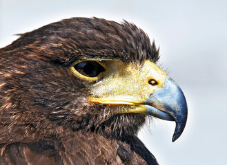 Portrait of a Raptor or Bird of Prey