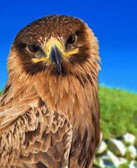 Portrait of a Raptor or Bird of Prey