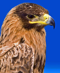 Portrait of a Raptor or Bird of Prey