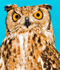 Portrait of an Owl Bird of Prey