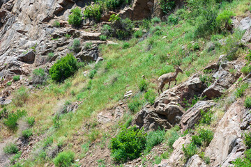 Bighorn sheep in rocky terrain