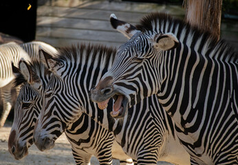 zebras in zoo