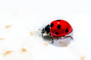 Red Ladybird Beetle Macro Detail