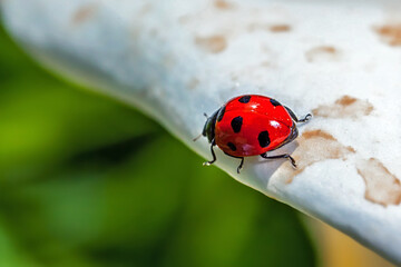 Red Ladybird Beetle Macro Detail