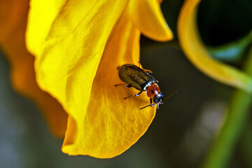 Oulema Melanopus Cereal Leaf Beetle