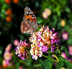 Cynthia Cardui or Painted Lady Butterfly
