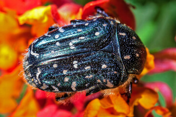 Oxythyrea Funesta or White Spotted Barbary Bug