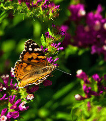 A Moth resting on a flower stem