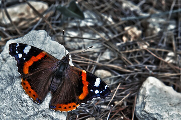 Fototapeta na wymiar Vanessa Atalanta or Red Admiral Moth