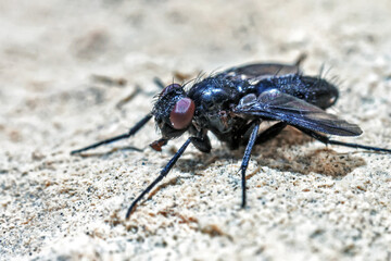 Common House Fly Super Macro Detail