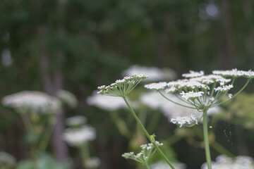 The poisonous plant hogweed grows by the road in the forest in summer and blooms with white flowers