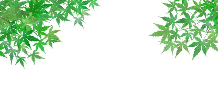 リアル魚イラスト の画像 566 件の Stock 写真 ベクターおよびビデオ Adobe Stock