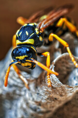 Paper Wasp Queen Builds Her Nest
