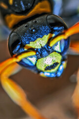 Paper Wasp Queen Macro Detail Portrait