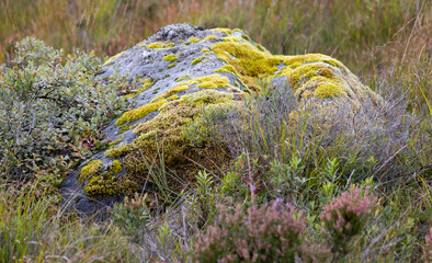 A Boulder in Moorland surrounded by Heather and Covered with Moss and Lichen