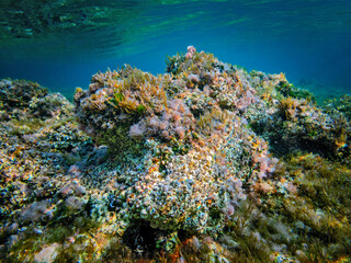 Fototapeta na wymiar Reef covered in dead Coral Macro Detail
