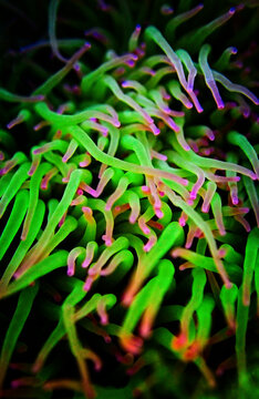 Snakelocks Sea Anemone Macro Detail