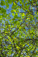 Green Leaves on a Tree against blue sky