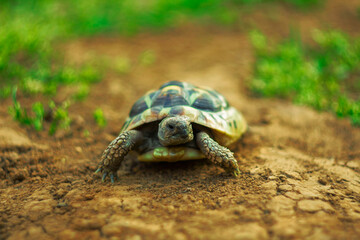 Greek turtle in a garden. Testudo Hermanni.