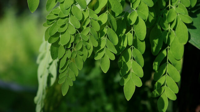 Drumstick tree, Moringa Tree Image. Moringa has many important vitamins and minerals. Natural Green Moringa leaves in the Garden, green background.