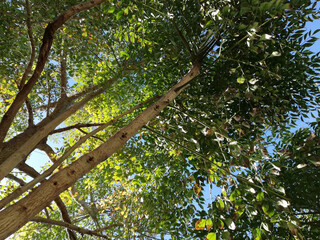 Fototapeta premium Tree background texture (fondo árbol textura)