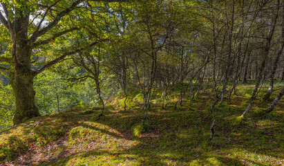 Spean Bridge Woodland