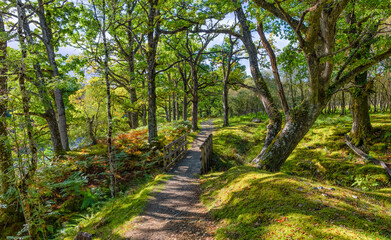 Spean Bridge Woodland
