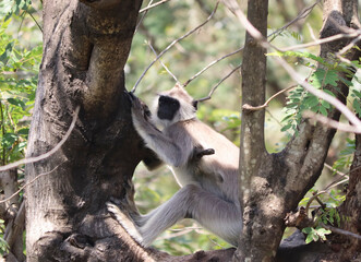 Hanuman Langur type monkey sits on a tree. On blurred backgrounds