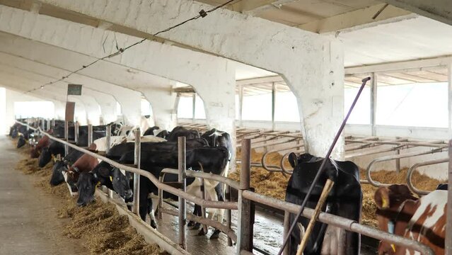 Brown and black cows eat hay in the barn. Dairy cows on a dairy farm.Industrial breeding cattle. The concept of agriculture and animal husbandry.A large modern cowshed.The cow is fed in the cowshed.
