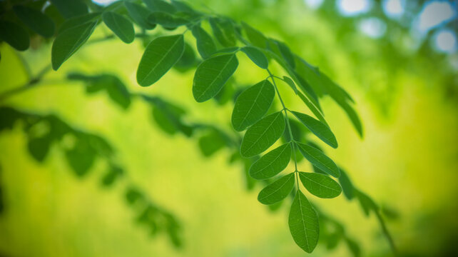 Drumstick tree, Moringa Tree Image. Natural Green Moringa leaves in the Garden, green background.