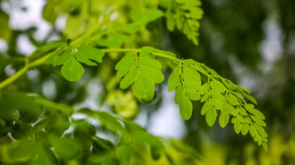 Drumstick tree, Moringa Tree Image. Moringa has many important vitamins and minerals. Natural Green Moringa leaves in the Garden, green background.