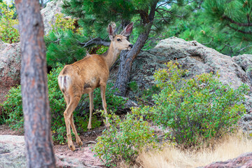 Fawn in the forest