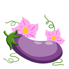 Eggplant. Pink flowers and stem with green tendrils. Flowering of vegetable.