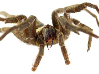 Tarantula spider, Chaetopelma olivaceum (Arachnida: Theraphosidae). Common names: Ischnocolus jerusalemensis, black furry, black tarantula, Middle East gold. Isolated on a white background