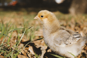 Chick on farm in grass with blurred background close up, baby chicken bird.