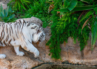 A white Bengal tiger in Loro Park Tenerife.