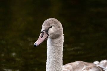 Head and Neck of a Young Cygnet on a Lake