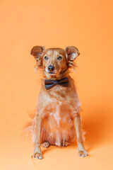 Lovely dog posing with a bow tie against a neutral orange background.