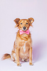 Lovely portrait of dog posing with a pink bow tie on a neutral pink background.