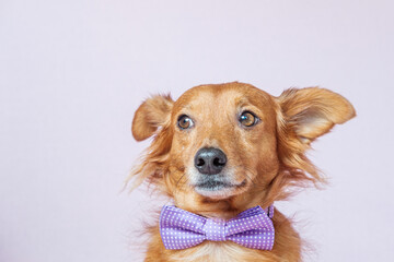 Lovely close-up of a brown dog posing with a pink bow tie against a purple background.