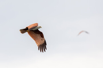 Red hawk flying in the sky at Chanthaburi, Thailand.