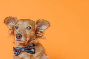 Lovely portrait of a dog posing with a bow tie on a neutral orange background.