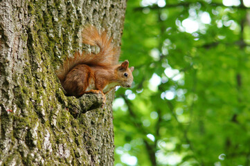 Red squirrel is sitting on an old tree on a background of spring park. Wild animals  outdoors photo