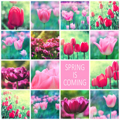big set of colorful flower tulips. Soft selective focus, close up, toning.
