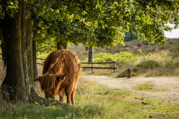Highland cow grazing under a tree with a blurred background in Dutch nature reserve