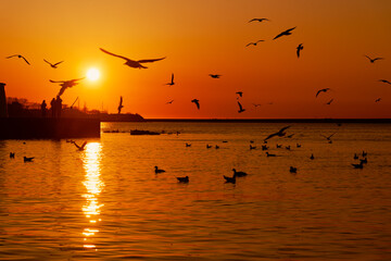 Seagulls at sunset in the Artillery bay. Sevastopol, Crimea