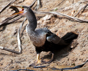 Obraz premium Closeup portrait of Anhinga Snakebird (Anhinga anhinga) hunting with whole fish in mouth Pampas del Yacuma, Bolivia.