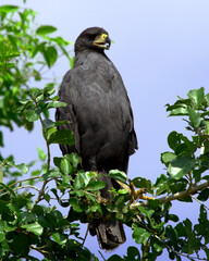 Closeup portrait of a Great black Hawk (Buteogallus urubitinga) perched in tree in the Pampas del...