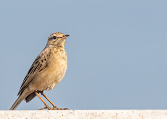 Long billed Pipit in a field