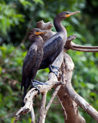 Closeup portrait of two Anhinga Snakebirds (Anhinga anhinga) perching on branch basking in the sun in the Pampas del Yacuma, Bolivia.